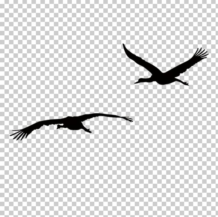 Silhouette PNG, Clipart, Beak, Bird, Bird Of Prey, Black, Computer Free PNG Download