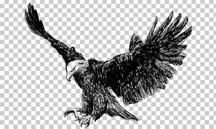Bald Eagle Golden Eagle Steppe Eagle Illustration PNG, Clipart, Accipitriformes, Animal, Animal World, Animation, Asuka Free PNG Download