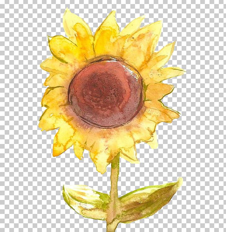 Common Sunflower Yellow PNG, Clipart, Art, Blue, Color, Common Sunflower, Daisy Family Free PNG Download