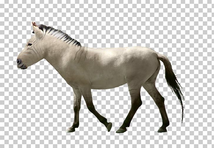 Mane Mustang Pony Stallion Wild Horse PNG, Clipart, Animal Figure, Donkey, Drawing, Equestrian, Equus Free PNG Download