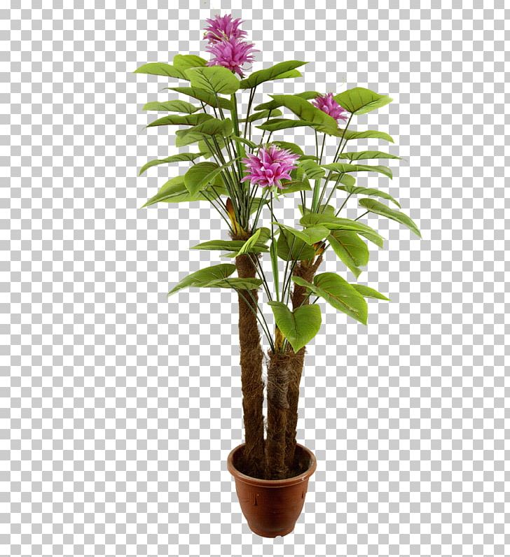 Norfolk Island Pine Houseplant Flowerpot PNG, Clipart, Conifers, Cut Flowers, Evergreen, Flower, Flowering Plant Free PNG Download
