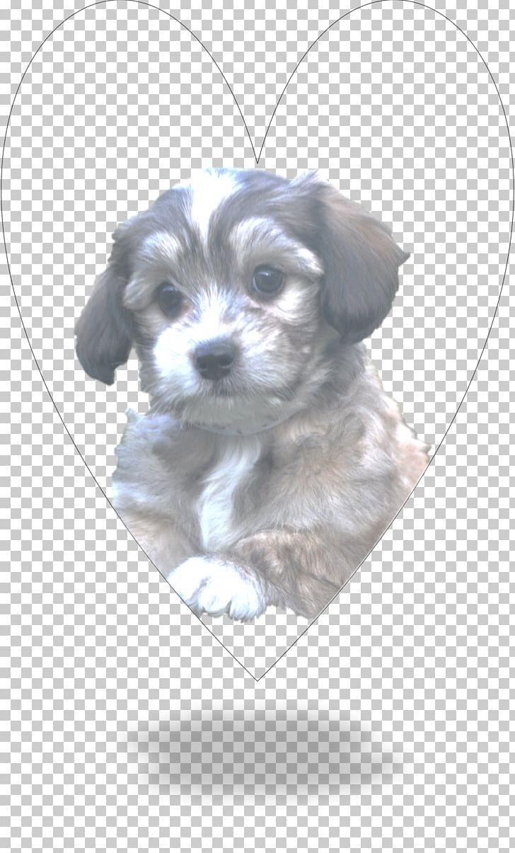 Shih Tzu Havanese Dog Puppy Lhasa Apso Cockapoo PNG, Clipart, Bolonka, Breed, Carnivoran, Cavachon, Cockapoo Free PNG Download