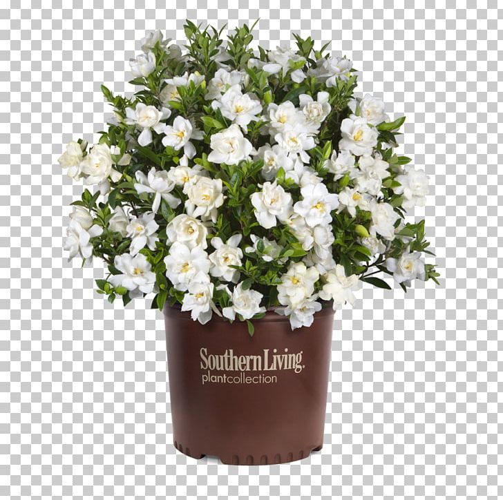 Cape Jasmine Shrub Flower Evergreen Garden PNG, Clipart, Artificial Flower, Balsam Fir, Cape, Cape Jasmine, Cut Flowers Free PNG Download