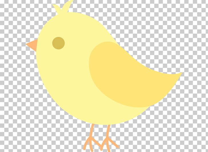 Chicken Bird Beak PNG, Clipart, Beak, Bird, Birds Cliparts Free, Chicken, Chicken Meat Free PNG Download