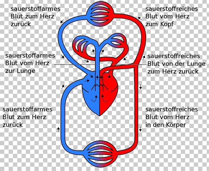 Circulatory System Pulmonary Circulation Heart Gas Exchange Anatomy PNG, Clipart, Anatomy, Angle, Anka, Area, Biology Free PNG Download