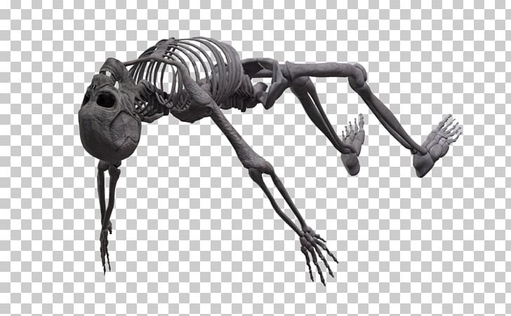 Human Skeleton Rendering PNG, Clipart, 3d Computer Graphics, Black And White, Deviantart, Fantasy, Homo Sapiens Free PNG Download