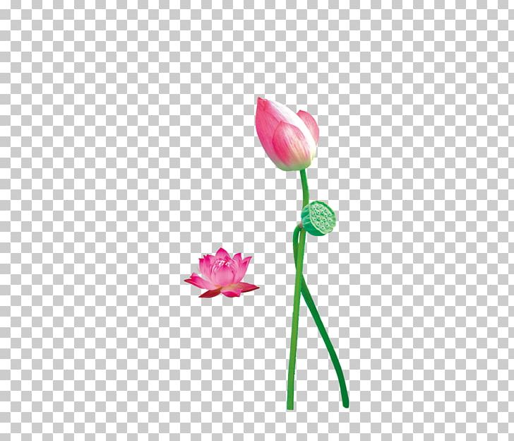 Nelumbo Nucifera Tulip Lotus Seed Flower PNG, Clipart, Bud, Cut Flowers, Download, Flora, Flower Free PNG Download
