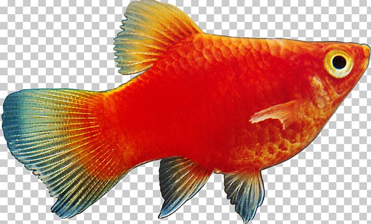 Ornamental Fish Megabyte PNG, Clipart, Animals, Bony Fish, Computer Software, Download, Feeder Fish Free PNG Download