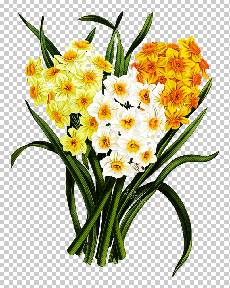Flower Plant Cut Flowers Yellow Narcissus PNG, Clipart, Amaryllis Family, Bouquet, Cut Flowers, Dendrobium, Floristry Free PNG Download