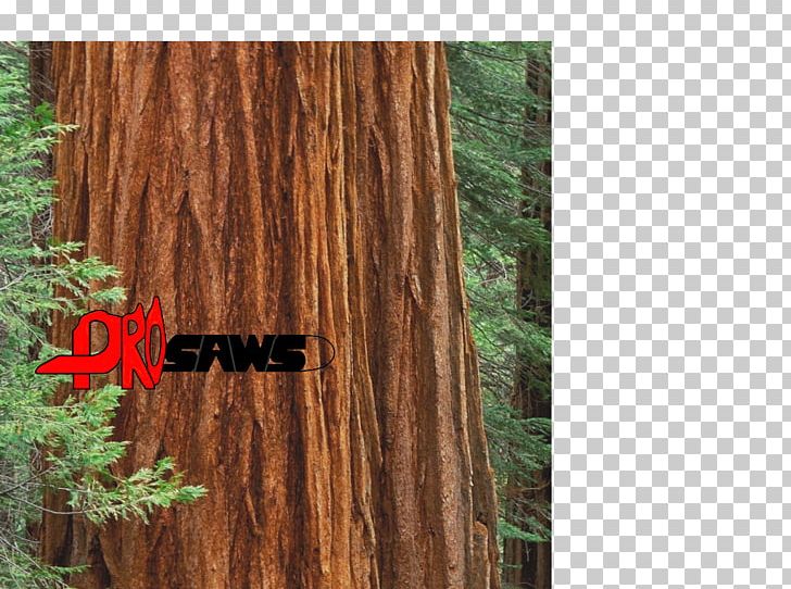 Mariposa Grove Sequoia National Park Giant Sequoia Redwood National And State Parks Hiking PNG, Clipart, Bicycle, Cycling, Giant Sequoia, Grass, Hiking Free PNG Download