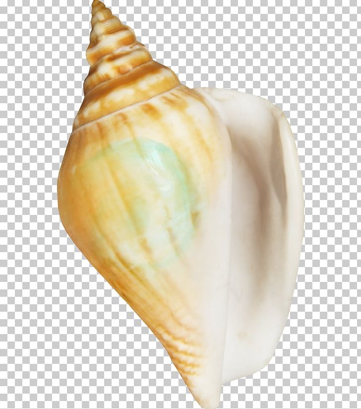 Seafood Seashell Conchology PNG, Clipart, Clip Art, Conch, Conchology, Egg Shell, Encapsulated Postscript Free PNG Download