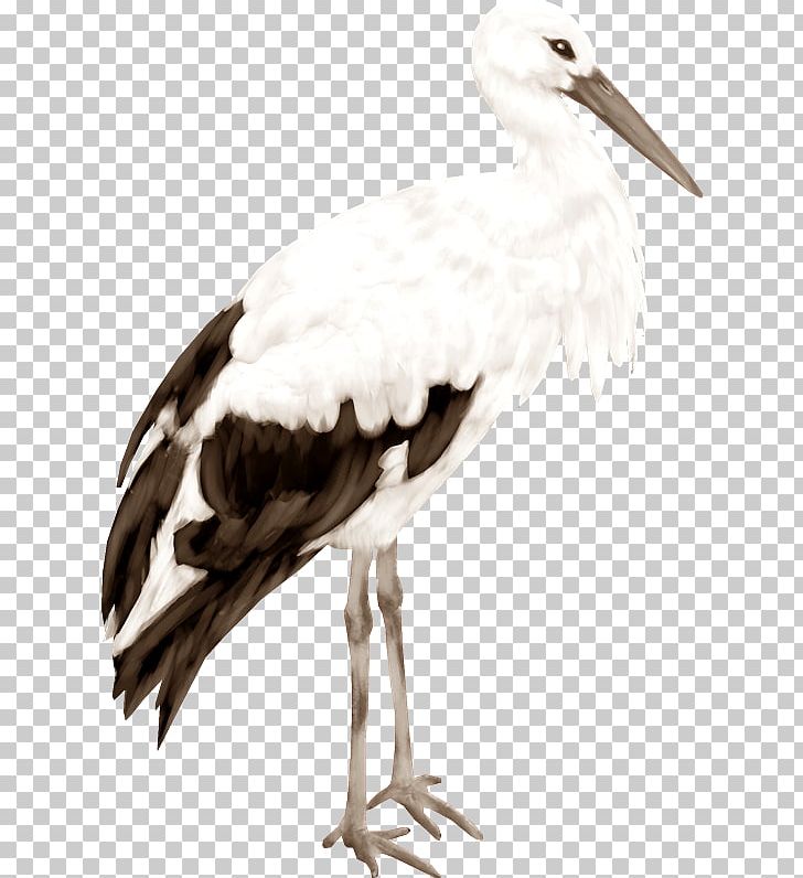 White Stork PNG, Clipart, Beak, Bird, Bird Of Prey, Ciconiiformes, Crane Free PNG Download