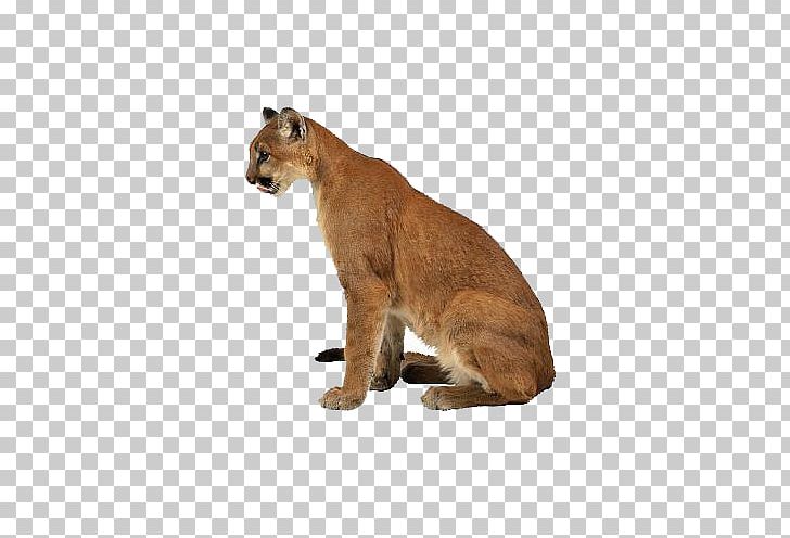 Cougar Felidae Eurasian Lynx Tiger Lion PNG, Clipart, Animal, Animals, Aslan, Big Cats, Carnivoran Free PNG Download