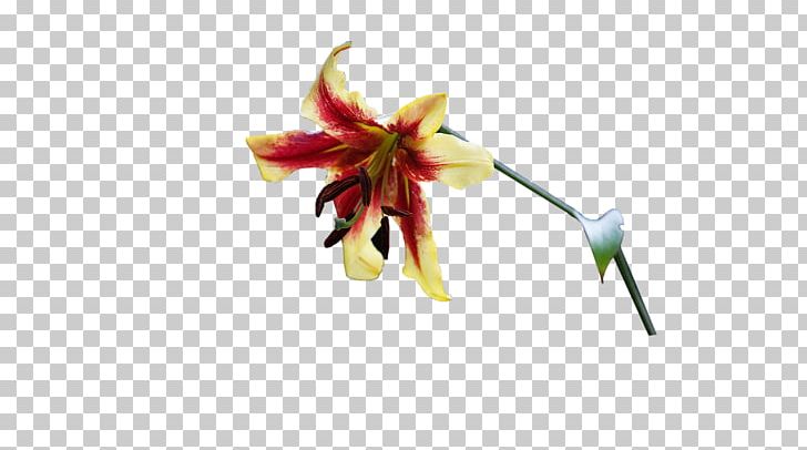 Cut Flowers Plant Stem Petal PNG, Clipart, Cut Flowers, Flora, Flower, Flowering Plant, Nature Free PNG Download
