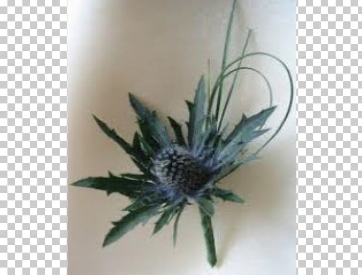 Flower Bouquet Buttonhole Thistle Eryngium Maritimum PNG, Clipart, Berry, Button, Buttonhole, Calluna, Eryngium Maritimum Free PNG Download