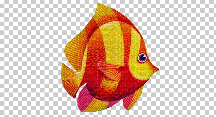 Goldfish Animal PNG, Clipart, 15 November, Animal, Animals, Animaux, Aquarium Free PNG Download