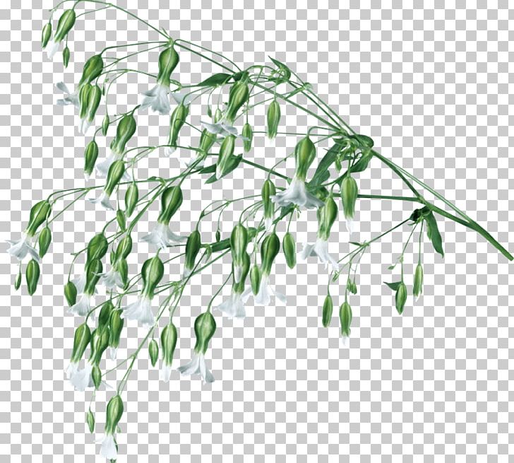 Plant Stem Herbaceous Plant Painting Manzara PNG, Clipart, Ansichtkaart, Branch, Flora, Flower, Flowering Plant Free PNG Download