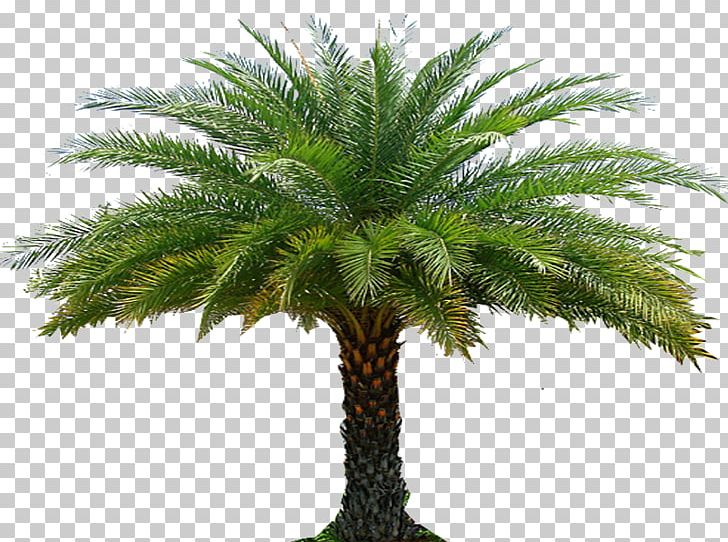 Tree Arecaceae Garden Landscape Architecture Forest PNG, Clipart, Arecaceae, Arecales, Attalea Speciosa, Borassus Flabellifer, Coconut Free PNG Download