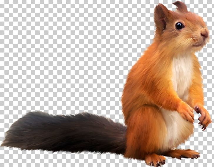Tree Squirrel PNG, Clipart, Animal, Animals, Download, Drawing, Fauna Free PNG Download