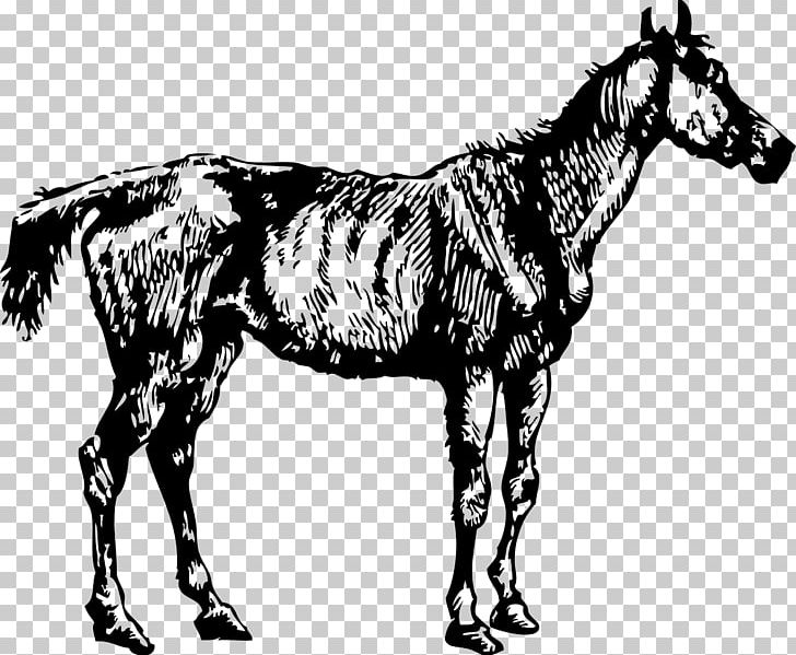 Horse PNG, Clipart, Animals, Colt, Compute, Fauna, Horse Free PNG Download