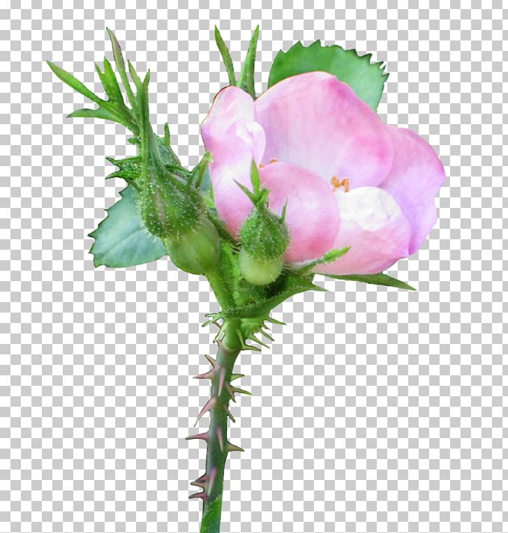 Pink Rosaceae Rosa Acicularis PNG, Clipart, Bud, Color, Cut Flowers, Desktop Wallpaper, Flower Free PNG Download