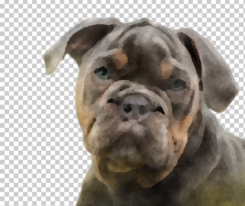 American Bulldog PNG, Clipart, Alapaha Blue Blood Bulldog, American Bulldog, Australian Bulldog, Breed, Bulldog Free PNG Download