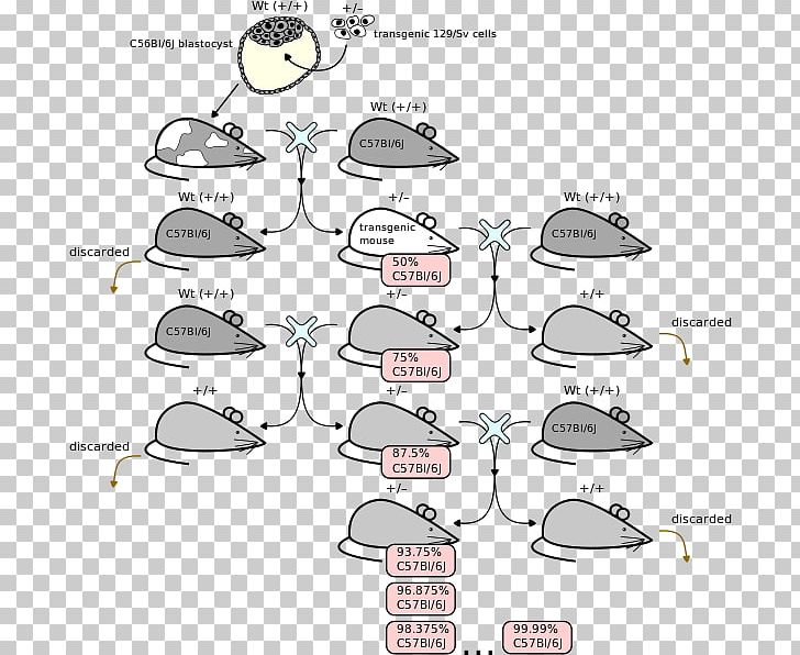 Backcrossing Genetics Test Cross Gene Knockout Dominance PNG, Clipart, Angle, Area, Artwork, Backcrossing, Cartoon Free PNG Download