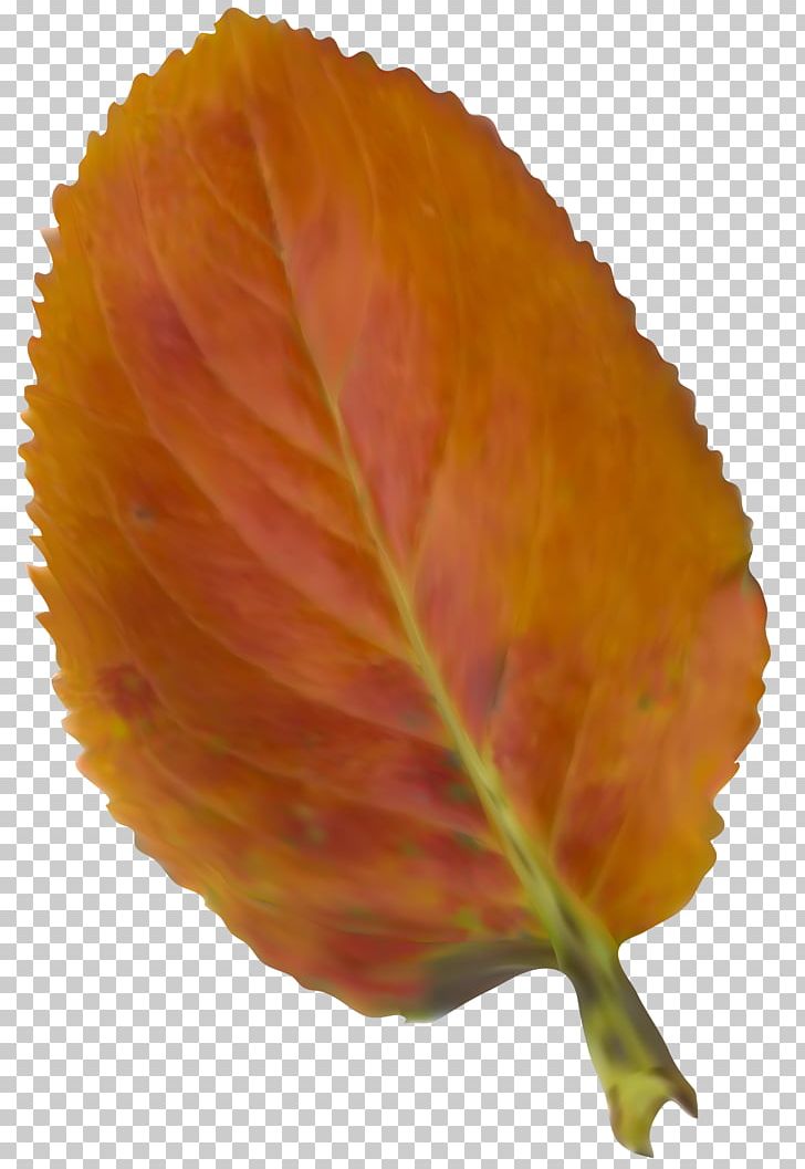 Leaf PNG, Clipart, Autumn, Autumn Leaves, Leaf, Nature, Orange Free PNG Download