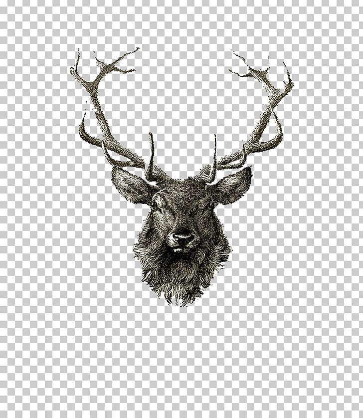 Red Deer Reindeer Elk Drawing PNG, Clipart, Animals, Antler, Art, Deer, Downfall Free PNG Download