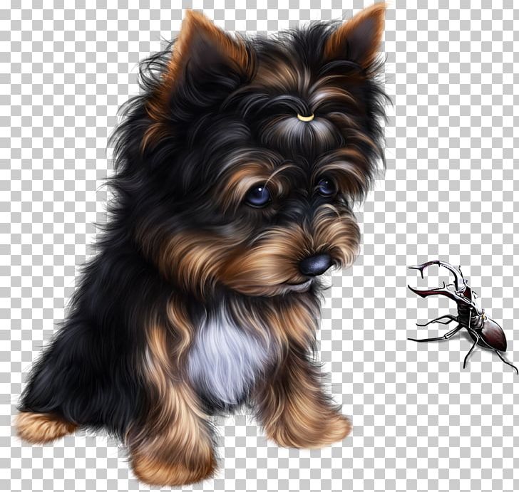 Yorkshire Terrier Australian Silky Terrier Australian Terrier Puppy Companion Dog PNG, Clipart, Animals, Australian Terrier, Biewer Terrier, Breed, Cari Free PNG Download