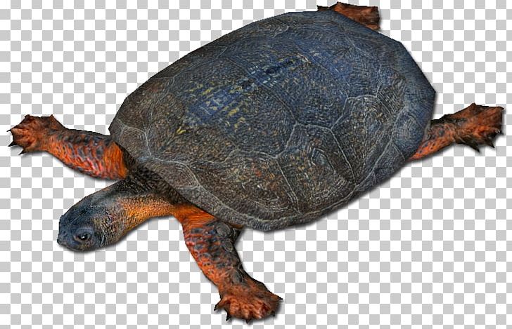 Box Turtles Common Snapping Turtle Zoo Tycoon 2 Loggerhead Sea Turtle PNG, Clipart, Animal, Animals, Bog Turtle, Box Turtle, Box Turtles Free PNG Download
