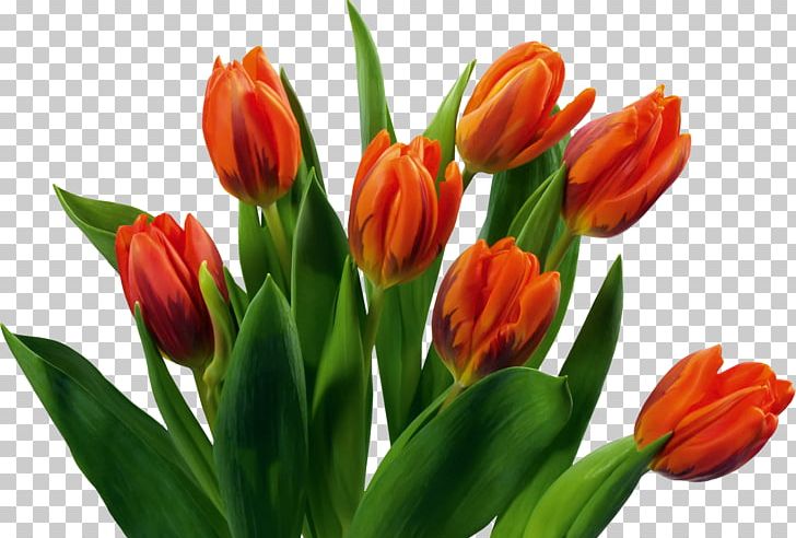 Flower Bouquet Netherlands PNG, Clipart, Bud, Desktop Wallpaper, Flower, Flower Bouquet, Flowering Plant Free PNG Download