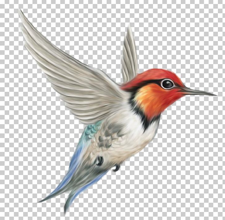 Hummingbird PNG, Clipart, Animals, Beak, Bird, Bird Nest, Bird Png Free PNG Download