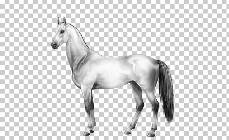 Mane Mustang Foal Stallion Colt PNG, Clipart,  Free PNG Download