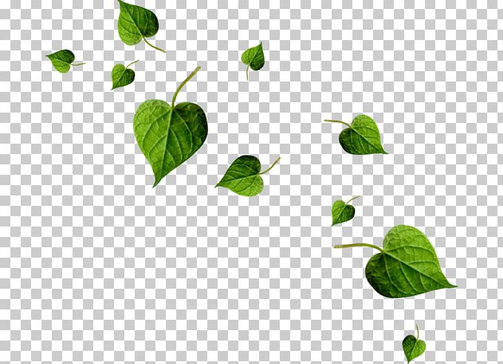 Portable Network Graphics Leaf Computer File Bàner PNG, Clipart, Baner, Branch, Editing, Fall, Falling Leaves Free PNG Download