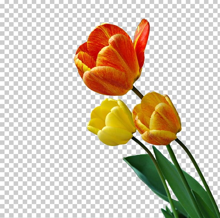 Tulip Flower Animation Photography PNG, Clipart, Animation, Art, Banco De Imagens, Bud, Cut Flowers Free PNG Download
