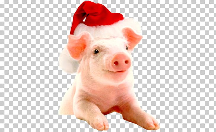 Vietnamese Pot-bellied Christmas Hogs And Pigs Farm New Year PNG, Clipart, Animal, Christmas Tree, Domestic Pig, Hogs And Pigs, Holiday Free PNG Download