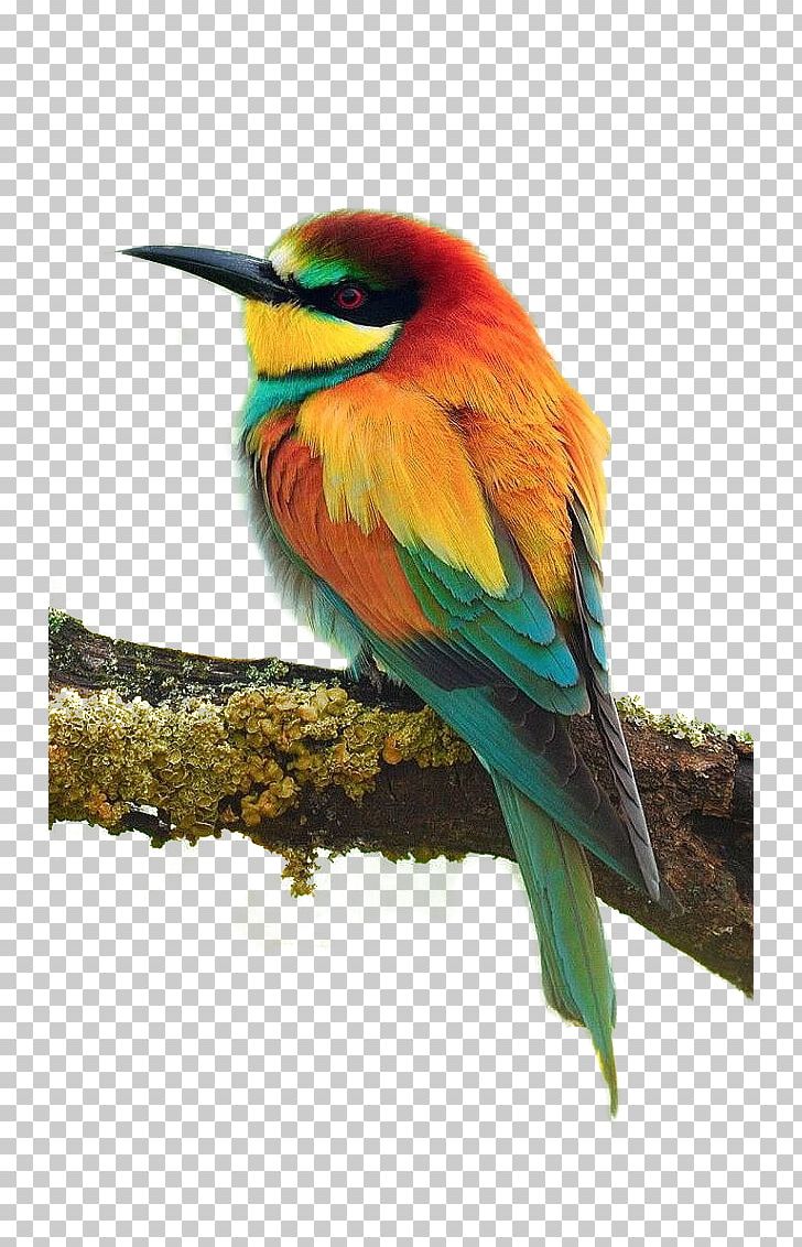 Bird Parrot European Bee-eater Cuteness PNG, Clipart, Animal, Animals, Beak, Beeeater, Bird Cage Free PNG Download