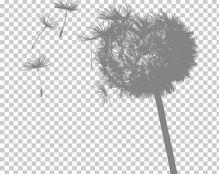 Common Dandelion University Of Central Lancashire Essay Research Euclidean PNG, Clipart, Black And White, Branch, Common Dandelion, Computer Wallpaper, Dandelion Free PNG Download