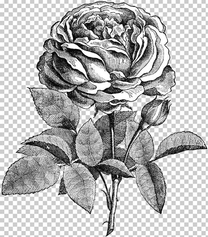Drawing Flower Rose Sketch PNG, Clipart, Art, Artwork, Black And White, Cut Flowers, Digital Stamp Free PNG Download