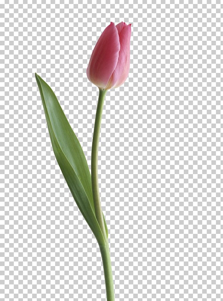 Tulipa Gesneriana PNG, Clipart, Bud, Color, Cut Flowers, Desktop Wallpaper, Flower Free PNG Download