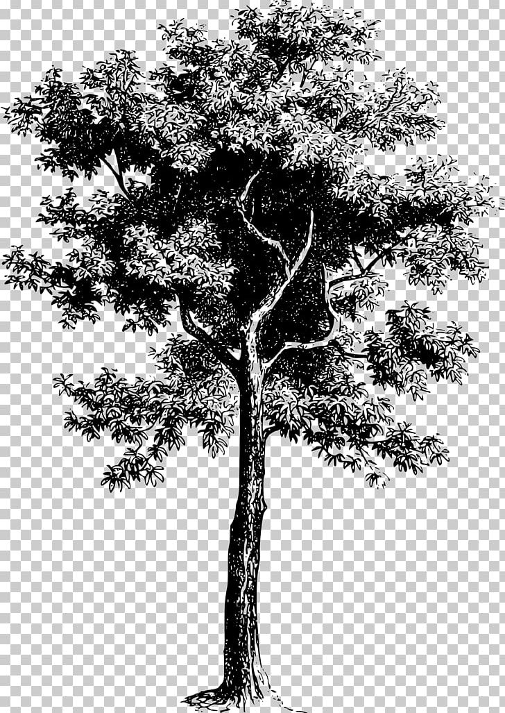 Tree PNG, Clipart, Black And White, Border Frames, Branch, Clip Art, Download Free PNG Download