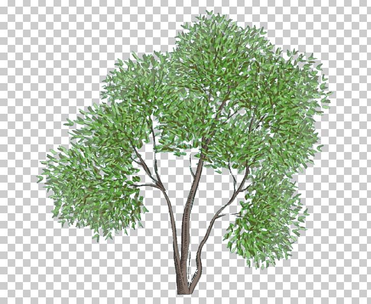Treelet PNG, Clipart, Animals, Boar, Branch, Clip Art, Computer Software Free PNG Download