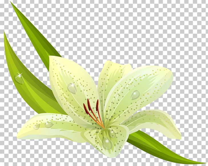 Easter Lily Lilium Bulbiferum Flower Stock Photography PNG, Clipart, Amaryllis Flower Cliparts, Cut Flowers, Drawing, Easter Lily, Encapsulated Postscript Free PNG Download