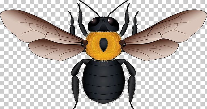 European Dark Bee Honey Bee Yellow Black Apidae PNG, Clipart, Arthropod, Bee Vector, Black Hair, Black Vector, Black White Free PNG Download