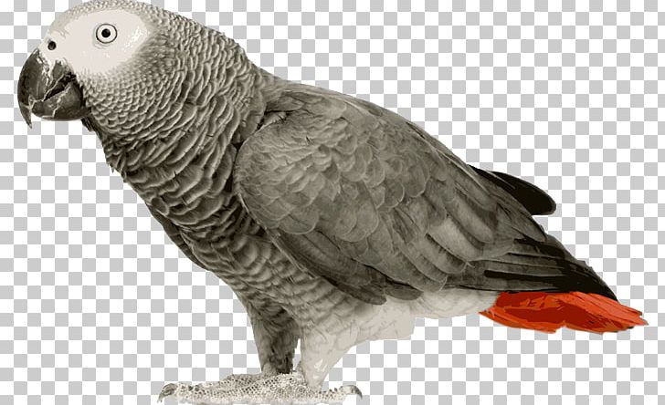 Grey Parrot Bird Budgerigar Amazon Parrot PNG, Clipart, African, African Grey, Animals, Beak, Bedford Free PNG Download