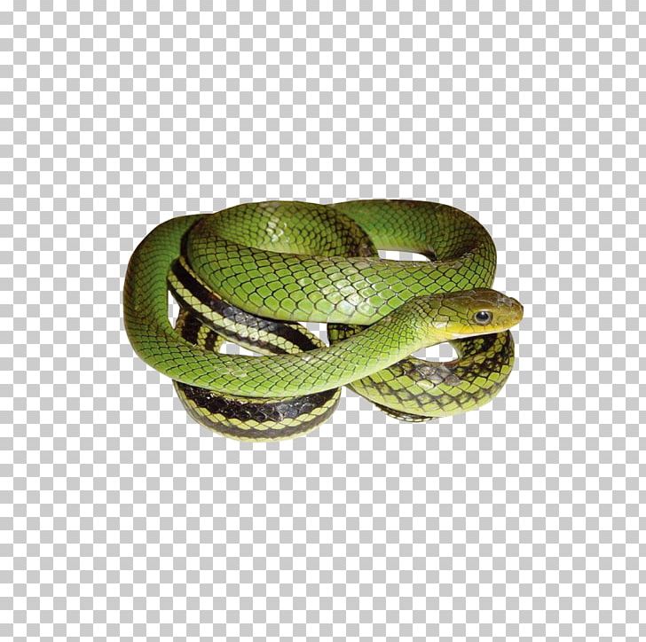 Snake Ptyas Korros Rat Rhinoceros Hippopotamus PNG, Clipart, 3d Animation, Aesculapian Snake, Animal, Animals Vector, Animation Free PNG Download