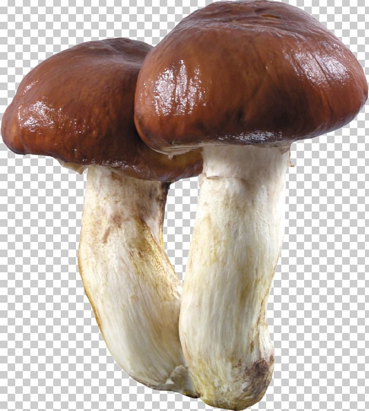 Boletus Edulis Edible Mushroom Boletus Aereus Fungus PNG, Clipart, Amanita, Aspen Mushroom, Boletus, Boletus Aereus, Boletus Edulis Free PNG Download