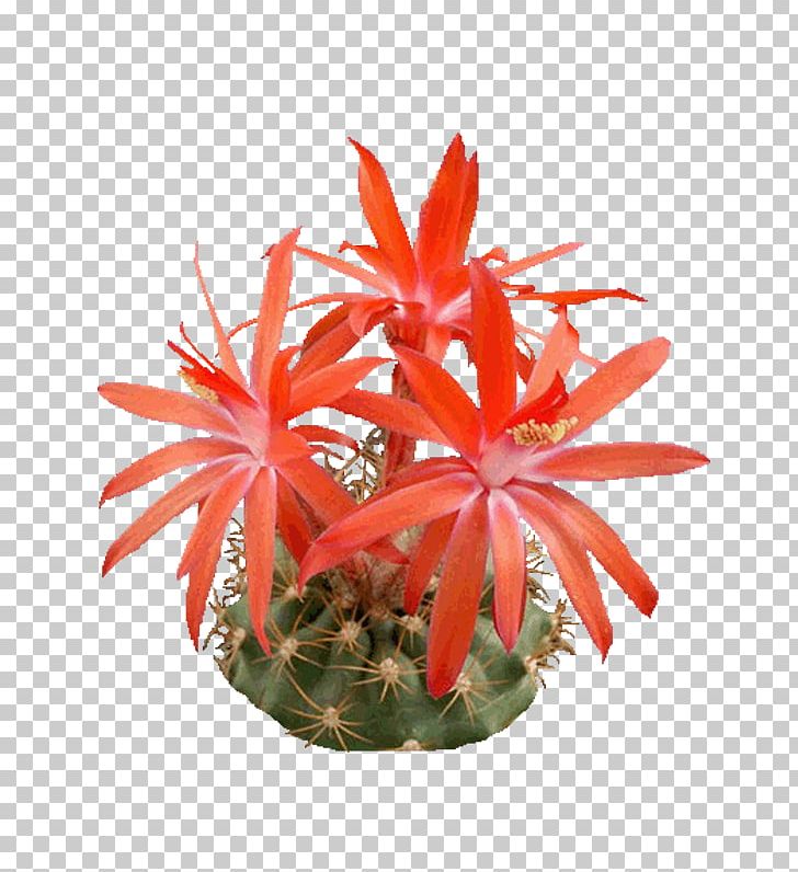 Epiphyllum Icon PNG, Clipart, Barbed, Bonsai, Cactaceae, Cactus, Cactus Cartoon Free PNG Download