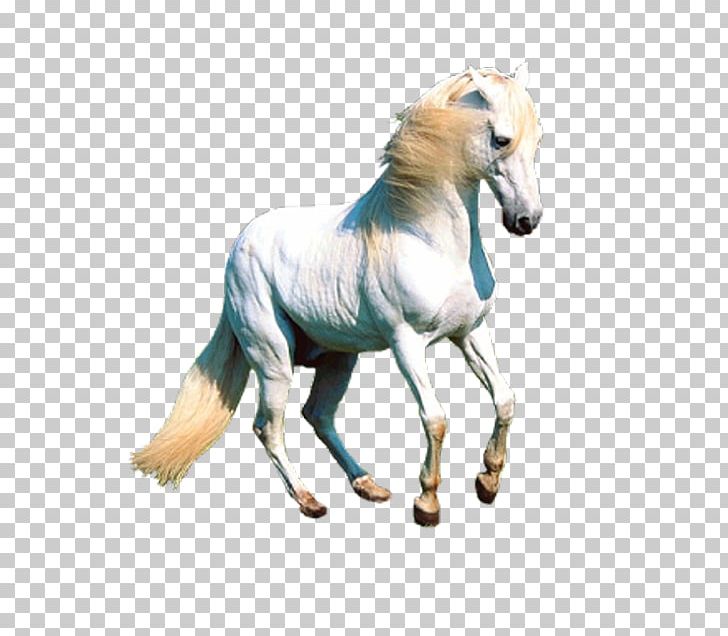 Unicorn Horse Pegasus Desktop PNG, Clipart, Asdasd, Colt, Desktop Wallpaper, Drawing, Fantasy Free PNG Download